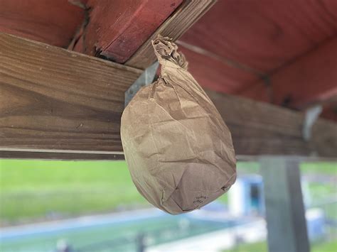 paper bag keep away wasps